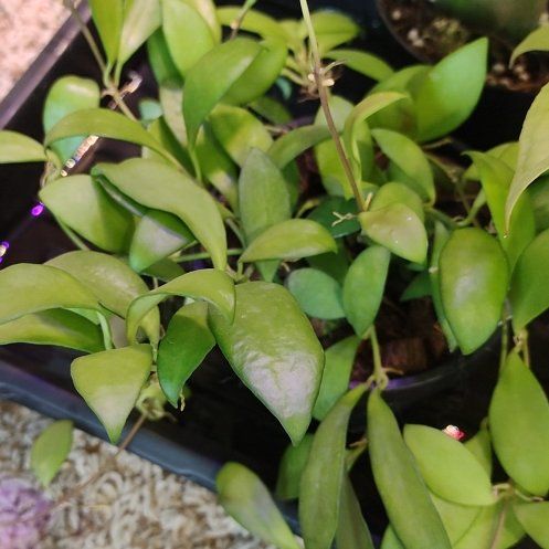 Photo of the plant species Hoya Noona by @WittyAutumnsage named Sigmund on Greg, the plant care app