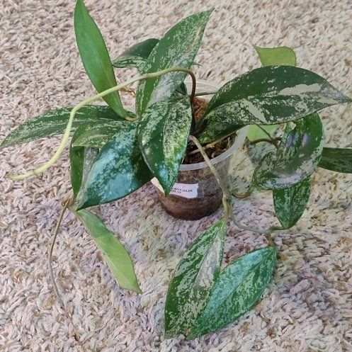Photo of the plant species Hoya 'Publicalyx Splash' by @WittyAutumnsage named Luna on Greg, the plant care app