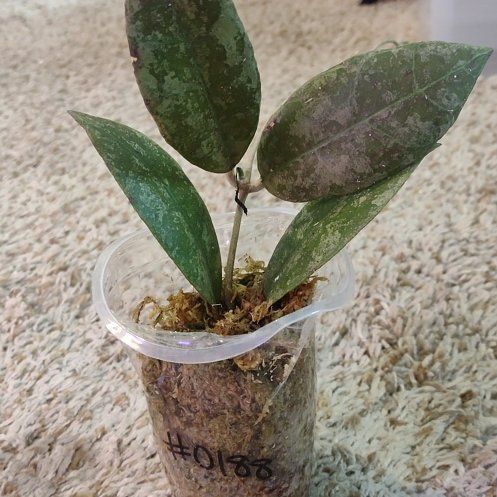 Photo of the plant species Hoya kalimantan by @WittyAutumnsage named Aristotle on Greg, the plant care app