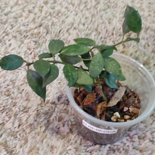 Photo of the plant species Hoya 'Rebecca' by @WittyAutumnsage named Terra on Greg, the plant care app
