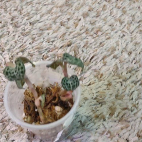 Photo of the plant species Jewel Orchid by @WittyAutumnsage named Marley on Greg, the plant care app