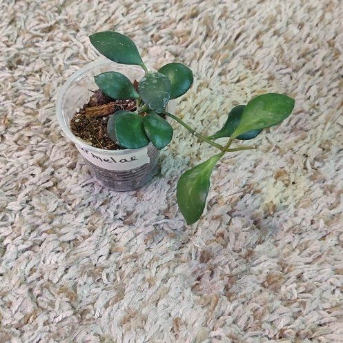 Photo of the plant species Hoya carmelae by @WittyAutumnsage named Aristotle on Greg, the plant care app