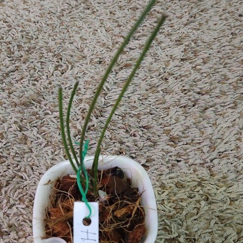 Photo of the plant species Hoya spartioides by @WittyAutumnsage named Aristotle on Greg, the plant care app