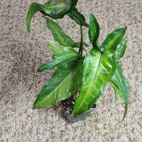 Photo of the plant species Syngonium angustatum by @WittyAutumnsage named Albo variegated on Greg, the plant care app