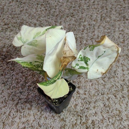 Photo of the plant species Variegated Philodendron gloriosum by @WittyAutumnsage named Harmony on Greg, the plant care app