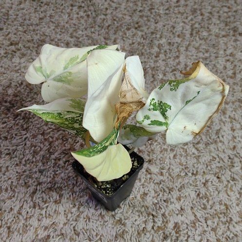 Photo of the plant species Philodendron micans 'Velvet Halo' by @WittyAutumnsage named Beyonce on Greg, the plant care app
