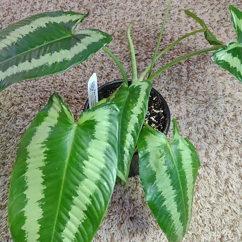 Photo of the plant species Hoya GPS 7240 by @WittyAutumnsage named Aristotle on Greg, the plant care app