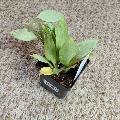 Photo of the plant species New Guinea Ghost Hoya by @WittyAutumnsage named Curie on Greg, the plant care app