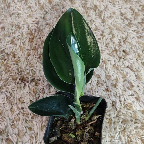 Photo of the plant species Scindapsus treubii 'Sumatra' by @WittyAutumnsage named 'treubii dark form' on Greg, the plant care app