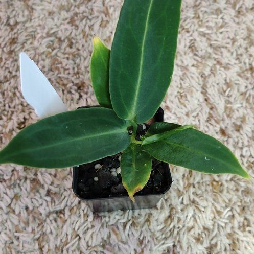 Photo of the plant species Anthurium Queen by @WittyAutumnsage named Marilyn on Greg, the plant care app