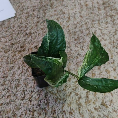 Photo of the plant species Variegated Zippy Plant by @WittyAutumnsage named Emerson on Greg, the plant care app