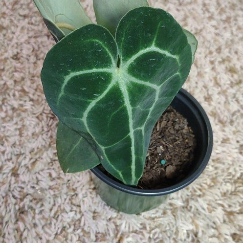 Photo of the plant species Anthurium by @WittyAutumnsage named Huckleberry Fern on Greg, the plant care app