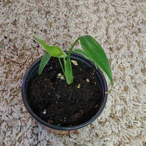 Plant care for Burle Marx Monstera on Greg, the plant care app