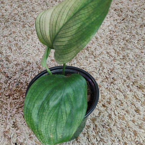 Photo of the plant species Sterling Silver by @WittyAutumnsage named 'mint' on Greg, the plant care app