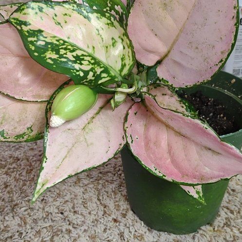 Photo of the plant species Aglaonema by @WittyAutumnsage named 'pink diamond ' on Greg, the plant care app
