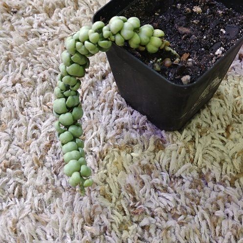 Photo of the plant species Euphorbia 'Jade Dragon' by @WittyAutumnsage named Terra on Greg, the plant care app