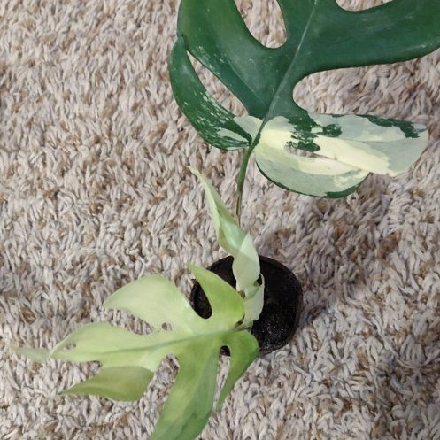 Photo of the plant species Variegated Mini Monstera by @WittyAutumnsage named Scarlett on Greg, the plant care app