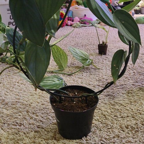 Photo of the plant species Philodendron Burle Marx Fantasy by @WittyAutumnsage named Shakira on Greg, the plant care app