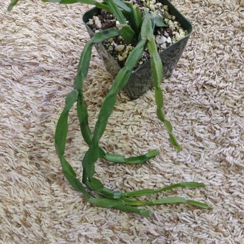 Photo of the plant species Eulophia paradoxa by @WittyAutumnsage named Zeus on Greg, the plant care app
