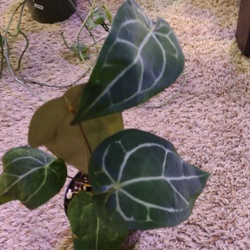 Photo of the plant species Anthurium magnificum x crystallinum by @WittyAutumnsage named Sol on Greg, the plant care app