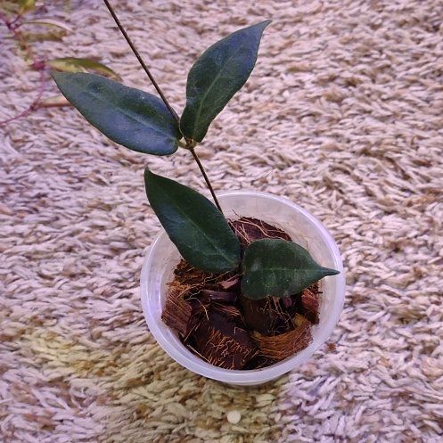Photo of the plant species hoya patella 'pink' by @WittyAutumnsage named Nemo on Greg, the plant care app