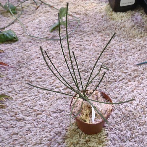 Photo of the plant species Hoya spartioides by @WittyAutumnsage named Forrest on Greg, the plant care app