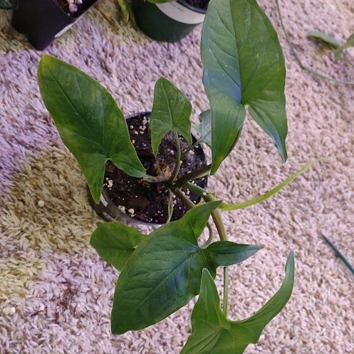 Photo of the plant species Syngonium Green by @WittyAutumnsage named Doja Cat on Greg, the plant care app