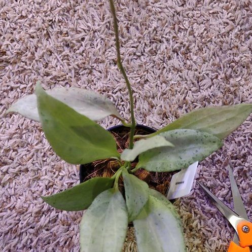 Photo of the plant species Hoya 'New Guinea Ghost' by @WittyAutumnsage named Leonardo on Greg, the plant care app