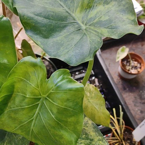 Photo of the plant species Alocasia Odora Variegated Aurea by @WittyAutumnsage named Beyonce on Greg, the plant care app