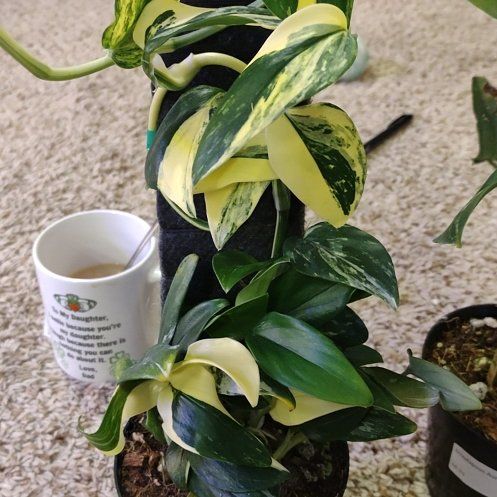 Photo of the plant species Monstera Standleyana 'Aurea Variegata' by @WittyAutumnsage named Eva on Greg, the plant care app