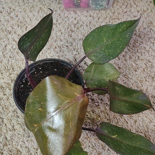 Photo of the plant species Philodendron 'Orange Princess' by @WittyAutumnsage named Sage on Greg, the plant care app