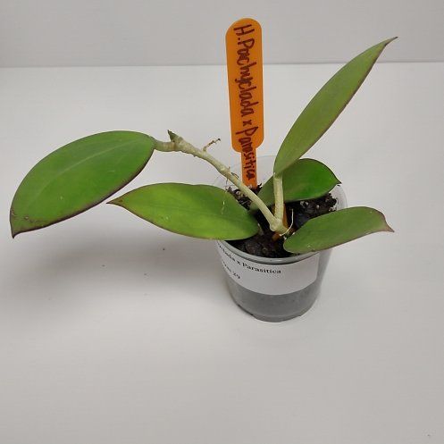 Photo of the plant species Wax Plant by @WittyAutumnsage named Hoya pachyclada x parasitica on Greg, the plant care app
