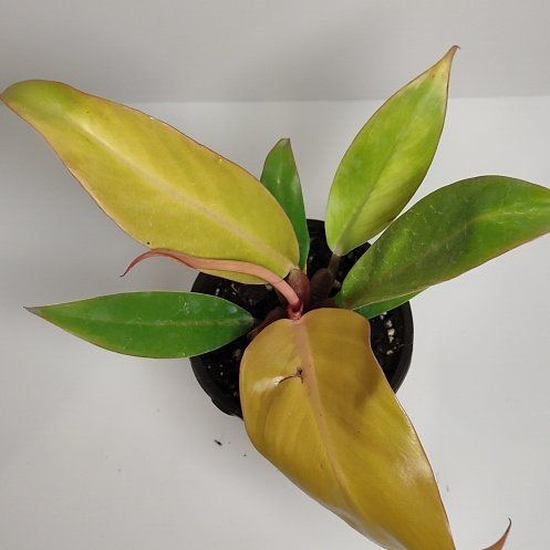 Photo of the plant species Philodendron tangerine by @WittyAutumnsage named Queen on Greg, the plant care app
