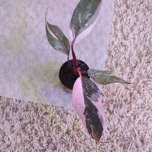 Photo of the plant species Philodendron 'Pink Princess Marble' by @WittyAutumnsage named Gregarious on Greg, the plant care app