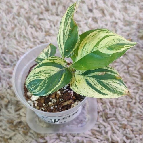 Photo of the plant species Musa by @WittyAutumnsage named Aeae vs repens on Greg, the plant care app