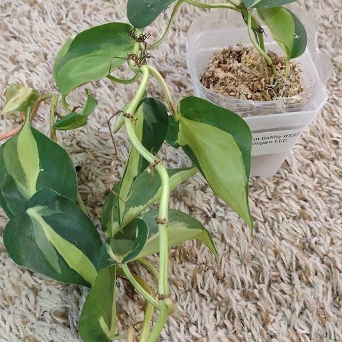 Photo of the plant species Philodendron 'Gabby' by @WittyAutumnsage named Lebron on Greg, the plant care app