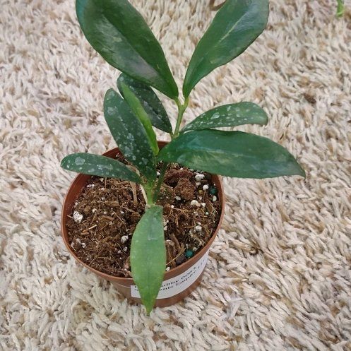 Photo of the plant species Hoya lobbii by @WittyAutumnsage named Leaf Erickson on Greg, the plant care app
