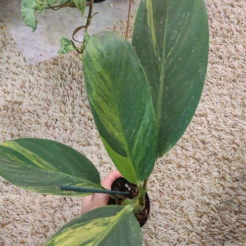 Photo of the plant species Satin Pothos spp. by @WittyAutumnsage named Scindapsus Rupestris Aurea Variegated on Greg, the plant care app