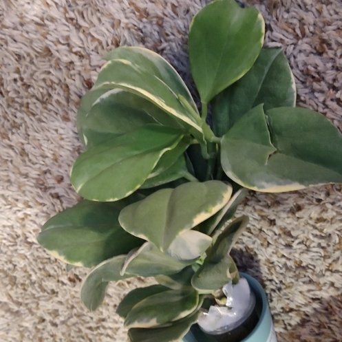 Photo of the plant species Variegated Hoya Pachycleda by @WittyAutumnsage named Remington on Greg, the plant care app