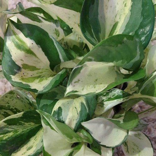 Photo of the plant species Harlequin Pothos by @WittyAutumnsage named Achilles on Greg, the plant care app