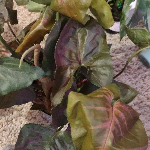 Photo of the plant species Plum Allusion Arrowhead Plant by @WittyAutumnsage named Gomez on Greg, the plant care app
