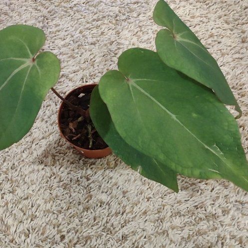Photo of the plant species Anthurium papillaminum by @WittyAutumnsage named X Red Stem on Greg, the plant care app