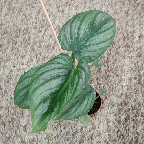 Photo of the plant species Philodendron 'Mamei Silver' by @WittyAutumnsage named Gates on Greg, the plant care app
