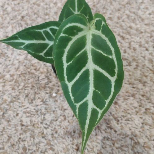 Photo of the plant species Anthurium magnificum x crystallinum by @WittyAutumnsage named Tupot amaroot on Greg, the plant care app