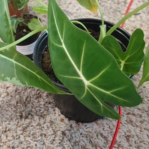 Photo of the plant species Variegated Alocasia Odora by @WittyAutumnsage named Alocasia Sport Aurea on Greg, the plant care app