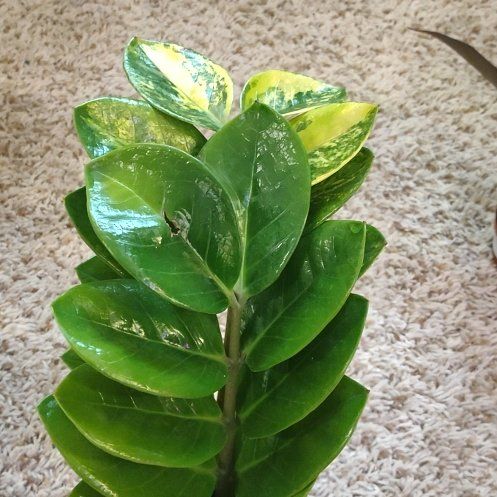 Photo of the plant species ZZ Plant Variegated by @WittyAutumnsage named Remington on Greg, the plant care app