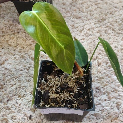 Photo of the plant species Philodendron esmeraldense by @WittyAutumnsage named Stella on Greg, the plant care app