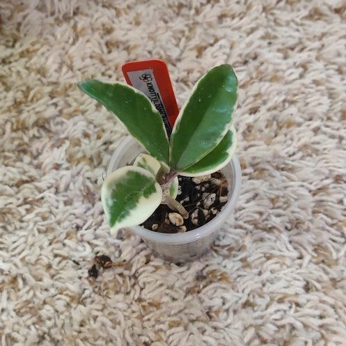 Photo of the plant species Hoya Suzie Q by @WittyAutumnsage named Kendall on Greg, the plant care app