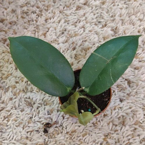 Photo of the plant species Hoya monetteae by @WittyAutumnsage named Sir Plancelot on Greg, the plant care app