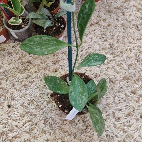 Photo of the plant species IR-26 by @WittyAutumnsage named Achilles on Greg, the plant care app